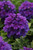 Verbena Endurascape™  Purple 6.5 Inch