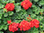 Geranium Zonal Red - 4.3 Inch