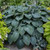 Hosta 'Blue Angel' 1 Gallon