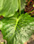 Alocasia Calidora 3 Gallon