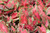 Caladium Red 1 Quart