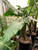 Alocasia Portora 3 Gallon
