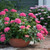 Hydrangea Cityline® Paris 3 Gallon