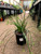 Papyrus 'Crown of Pharaoh' 1 Gallon