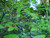 Blueberry Highbush Native 1 Gallon Blueberry Highbush Native 1 Gallon