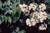 Viburnum Nannyberry Native #3