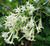 Jasmine Night Blooming 2 Gallon