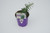 Rosemary Prostratus 1 Gallon