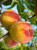 Peach Belle of Georgia Semi-Dwarf 3 Gallon Peach Belle of Georgia Semi-Dwarf 3 Gallon