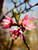 Peach Belle of Georgia Semi-Dwarf 3 Gallon Peach Belle of Georgia Semi-Dwarf 3 Gallon