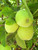 Apple 'Granny Smith' #3