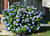 Hydrangea Azure Skies™ 3 Gallon