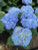 Hydrangea Azure Skies™ 3 Gallon