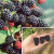 Blackberry Prime Ark 3 Gallon