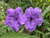 Mexican Petunia Ruellia 1 Quart