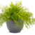 Fern Sprengerii  6in