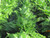 Fern Kimberly Queen 12 in Hanging Basket