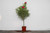Oleander Tree 3 Gallon