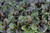 Ajuga 'Black Scallop' 1 Gallon