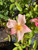 Rose Mutablis-Butterfly 3 Gallon