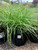 Grass Dwarf Maiden Adagio 3 Gallon