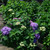 Hydrangea  Rock 'n Roll™ 3 Gallon