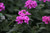 Verbena EnduraScape™ Pink 14.99