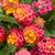 Lantana Luscious® Berry Blend™ 1 Gallon
