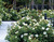 Rose Sunny Knock Out® 1 Gallon