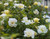Rose Sunny Knock Out® 1 Gallon