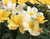 Rose Sunny Knock Out® 1 Gallon