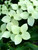 Dogwood Kousa 6 Gallon