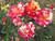 Rose Maurice Utrillo 3 Gallon