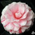 Camellia April Dawn 1 Gallon