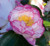 Camellia October Magic® Inspiration™ 1 Gallon