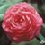 Camellia April Rose 1 Gallon