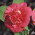 Camellia April Tryst 1 Gallon