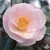 Camellia April Blush 1 Gallon