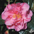 Camellia Dad's Pink 3 Gallon
