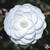 Camellia Ragland Supreme 3 Gallon