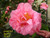 Camellia Kickoff 1 Gallon