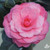 Camellia APRIL KISS  #3