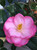 Camellia ' TAYLOR'S PERFECTION ' #1