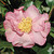 Camellia Cleopatra 3 Gallon