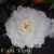 Small to medium, white semi-double camellia flower