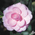Camellia In The Pink 3 Gallon
