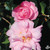 Camellia Pink Snow 3 Gallon