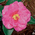 Camellia Shi Shi Gashira 5 Gallon