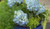 Hydrangea Mini Penny™ 3 Gallon