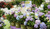 Hydrangea Mini Penny™ 3 Gallon